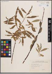 Foto von Salix daphnoides Vill.